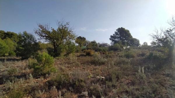 Terreno en Casco Antiguo