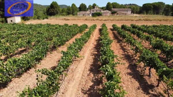 Terreno en Cofrentes