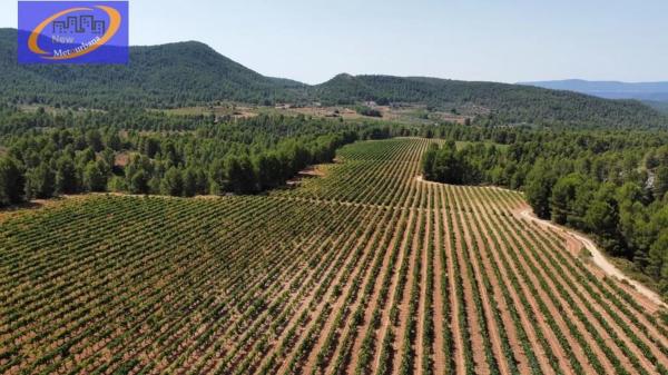 Terreno en Cofrentes