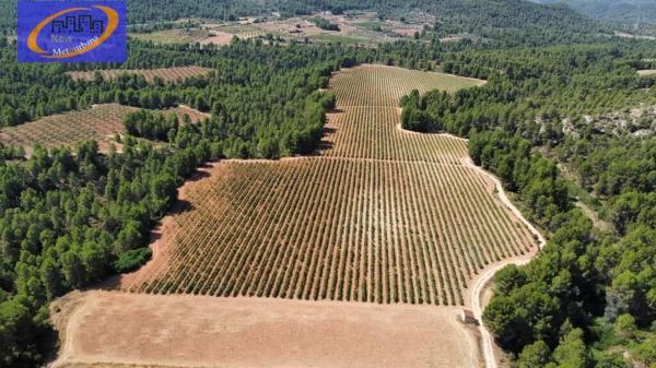 Terreno en Cofrentes