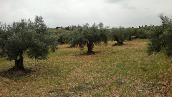 Terreno en camino Corralejo, 397