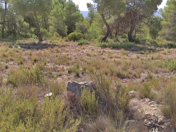 Terreno en Partida de Arciseco, km 437