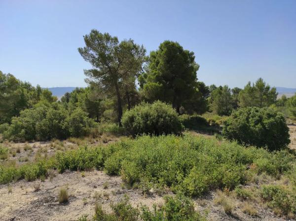 Terreno en Partida de Arciseco, km 437