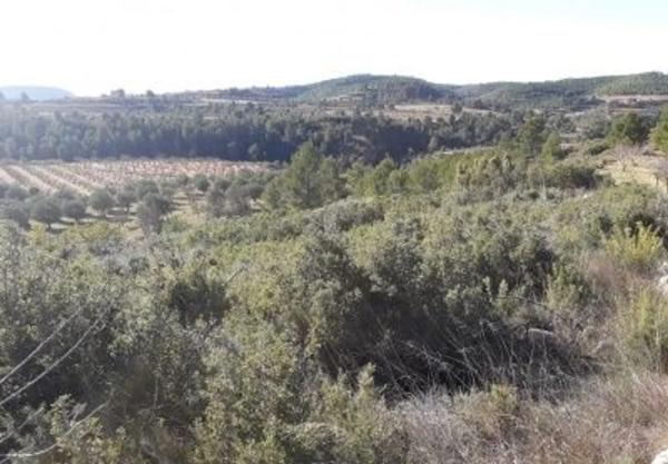 Terreno en En Termino De Yatova, Partida De La Cruz, Linda: Norte, Consuelo Lopez Fayos, Sur, Carretera Collado Uman: Este, Jose Iniesta Rodriguez y Otro, Oeste, Isabel Ortiz Carrascosa, km 50