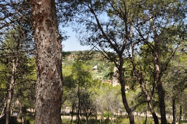 Terreno en Urbanización El Bosque, 19