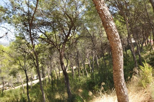 Terreno en Urbanización El Bosque, 19