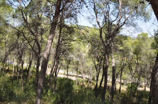 Terreno en Urbanización El Bosque, 19