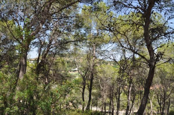 Terreno en Urbanización El Bosque, 19