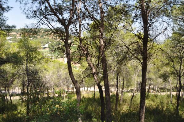 Terreno en Urbanización El Bosque, 19