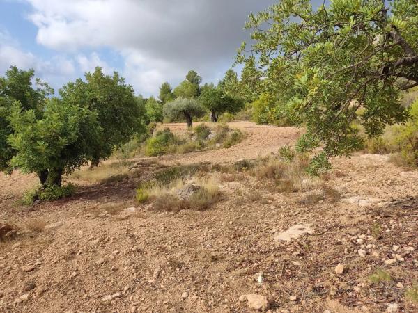 Terreno en Polígono 1 Parcela 182 Cañada Del Granizo