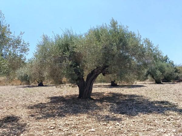 Terreno en Polígono 1 Parcela 182 Cañada Del Granizo