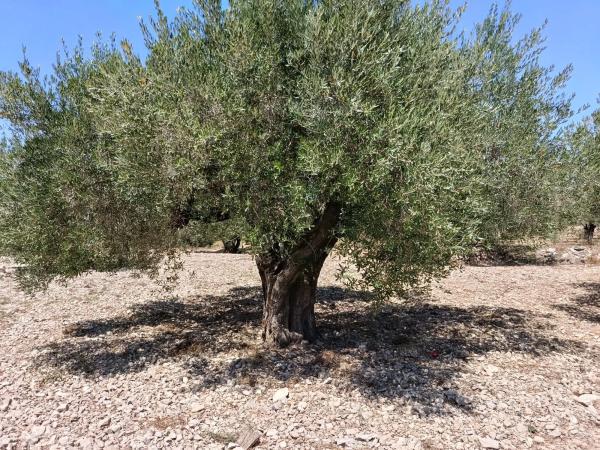 Terreno en Polígono 1 Parcela 182 Cañada Del Granizo