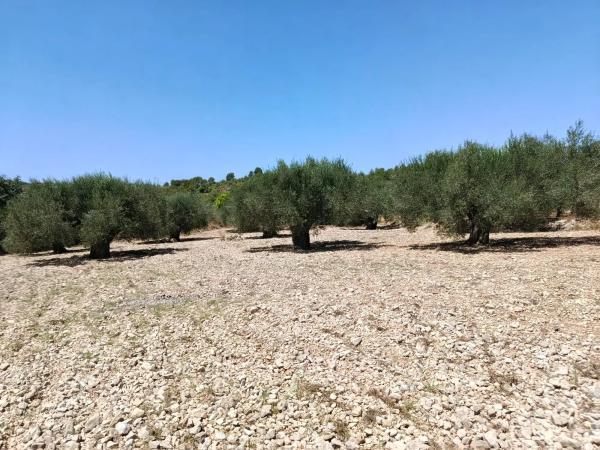 Terreno en Polígono 1 Parcela 182 Cañada Del Granizo