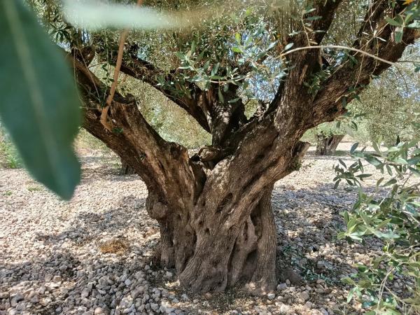 Terreno en Polígono 1 Parcela 182 Cañada Del Granizo