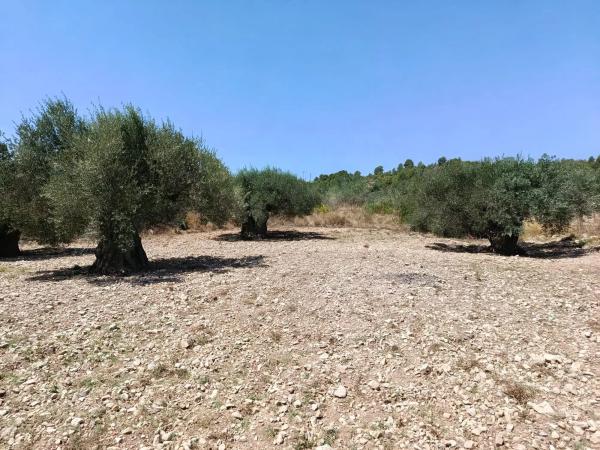 Terreno en Polígono 1 Parcela 182 Cañada Del Granizo