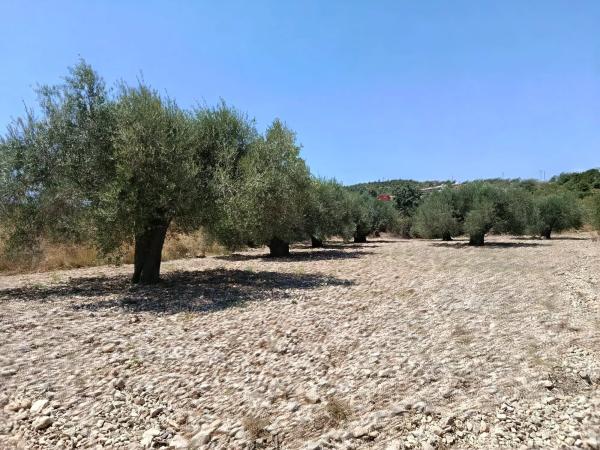 Terreno en Polígono 1 Parcela 182 Cañada Del Granizo