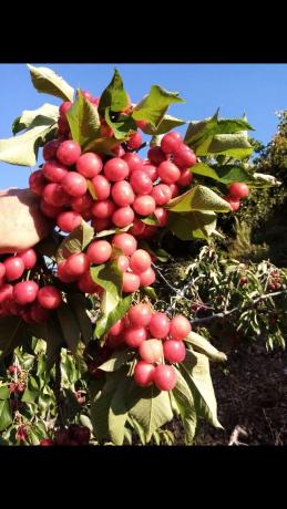 Terreno en Cv-425 s/n