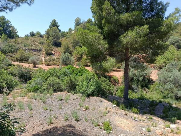 Terreno en Cueva De Las Palomas