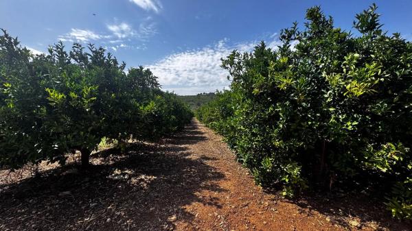 Terreno en plaza Numero 04, 13