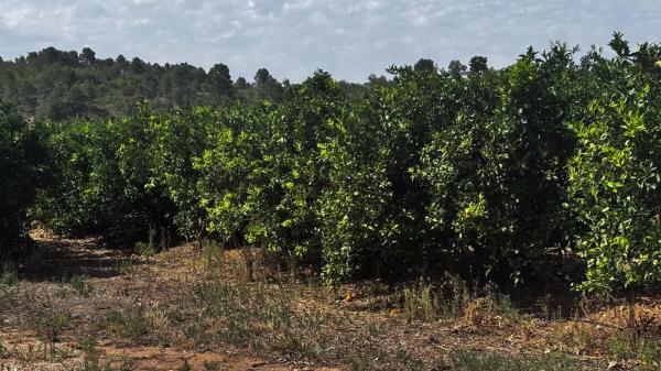 Terreno en plaza Numero 04, 13