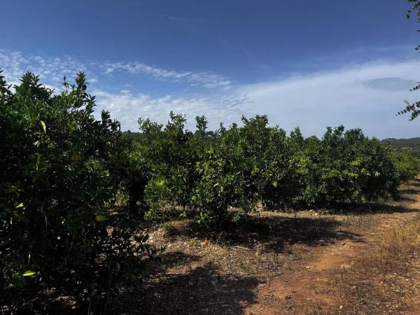 Terreno en plaza Numero 04, 13