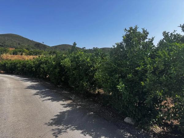 Terreno en plaza Numero 04, 13