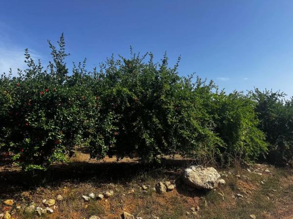 Terreno en plaza Numero 04, 13