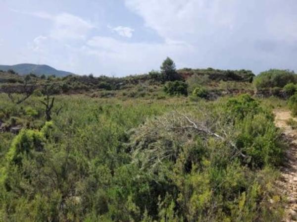 Terreno en plaza n 01