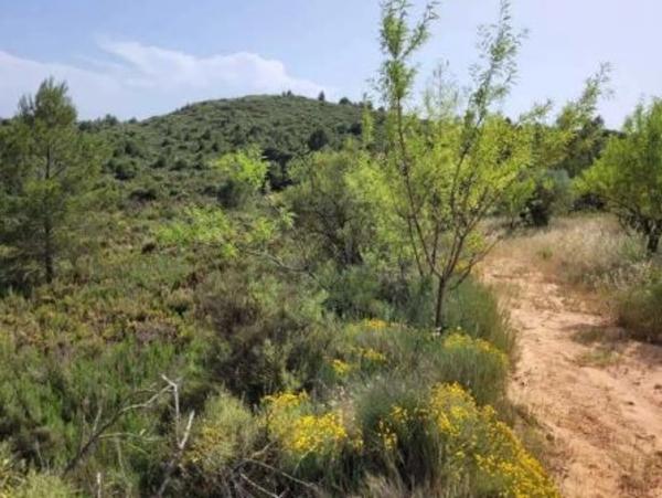 Terreno en plaza n 01