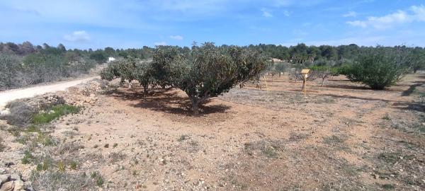 Terreno en plaza Numero 14