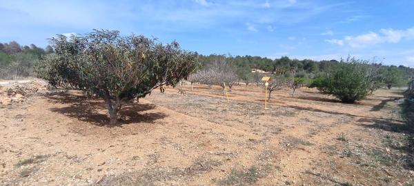 Terreno en plaza Numero 14