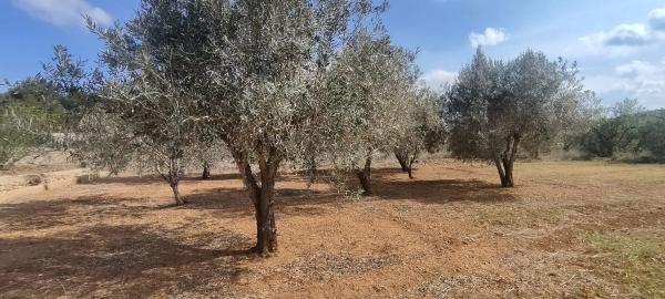 Terreno en plaza Numero 14