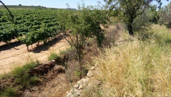 Terreno en Colonia Cañada del Charco