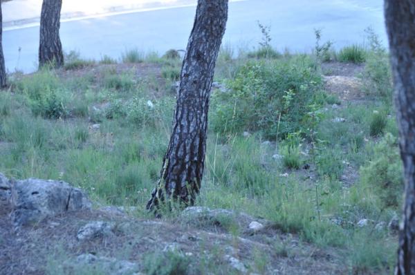 Terreno en Urbanización Bosque U14, 298