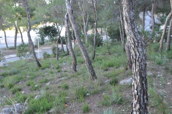 Terreno en Urbanización Bosque U14, 298