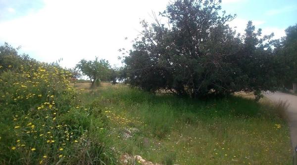 Terreno en plaza Numero 17, 550