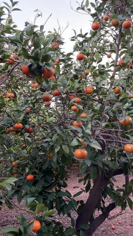 Terreno en Santo Domingo, 24