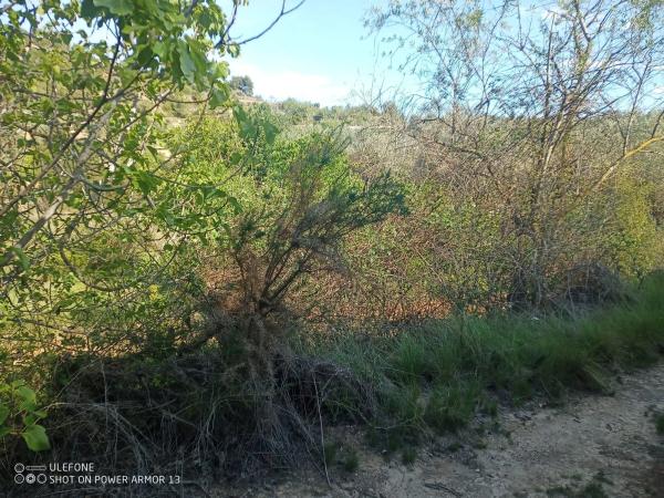 Terreno en Polígono 36 Parcela 305 Pellicera. Chiva 46370 s/n