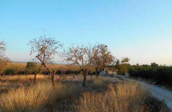 Terreno en Lugar Partida De La Cava Honda s/n