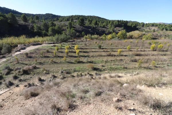 Terreno en Alborache