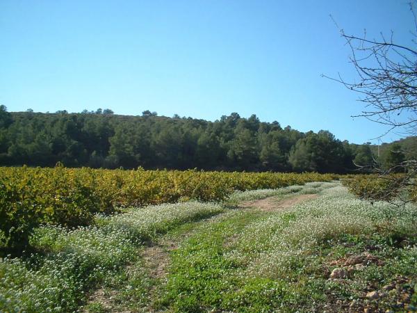 Terreno en via del Este, 1