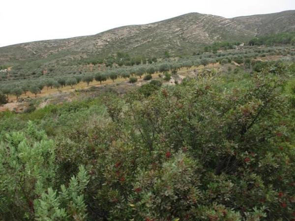 Terreno en Urbanització Llanorel 11