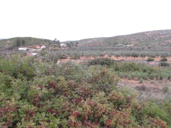 Terreno en Urbanització Llanorel 11