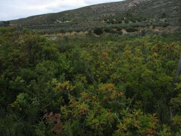 Terreno en Urbanització Llanorel 11