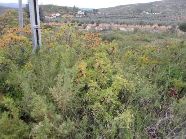 Terreno en Urbanització Llanorel 11