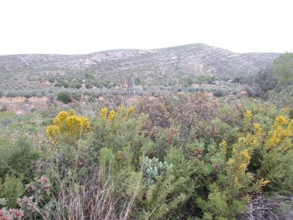 Terreno en Urbanització Llanorel 11
