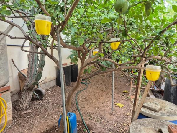 Terreno en calle Professor Tierno Galván