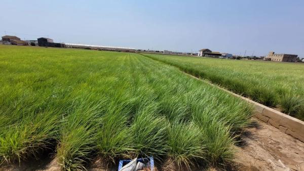 Terreno en Partida de Saboia