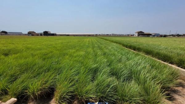 Terreno en Partida de Saboia