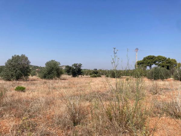 Terreno en Maimona 122 Polígono 28 Parcela 163, 122 MaimonaPolgonoParcela